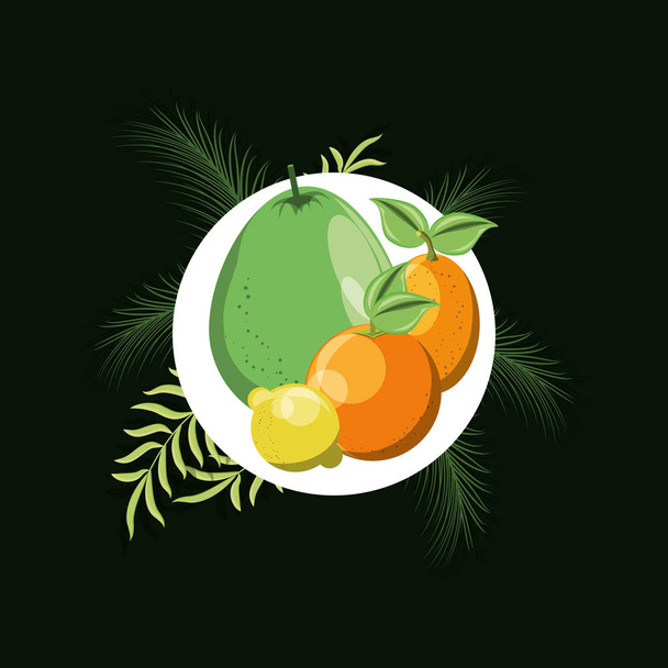 diseño de frutas cítricas
 - Vector, Imagen