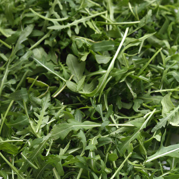 Organic green and fresh arugula (rucola or rukola) - Photo, image