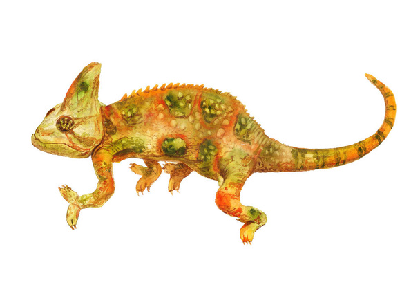 Watercolor green and orange chameleon - Foto, imagen