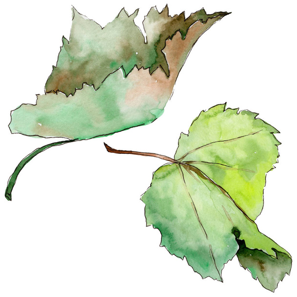 Σταφίδα φύλλα σε στυλ υδροχρώματος απομονωμένες. - Φωτογραφία, εικόνα