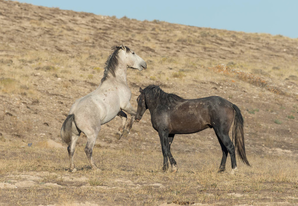 párek divokých koňských hřebců bojujících v poušti utah - Fotografie, Obrázek