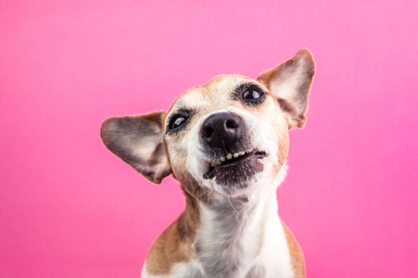 Funny dog disgust, denial, disagreement face. Dont like that. grins teeth pet. Pink background - 写真・画像
