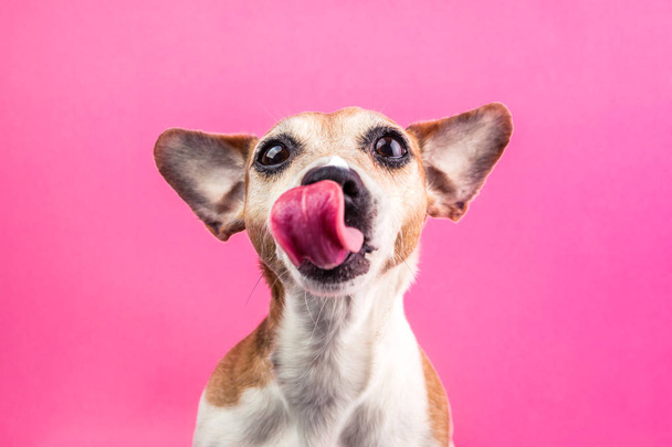 Licking cute dog on pink background. Hungry face. Want delicious pet food. Tasty lanch time - 写真・画像