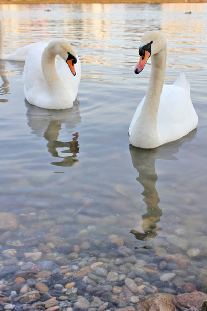     cisnes en el lago  - Foto, imagen