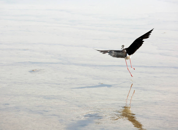 Black-winged stilt a  large water bird flies - Photo, Image