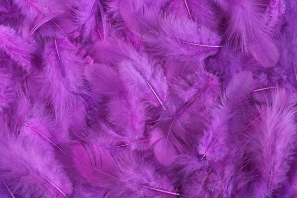 Fondo - pequeñas plumas de color lila situadas irregularmente
    - Foto, imagen