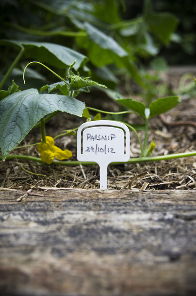 chirivía plantado en un jardín del patio trasero
 - Foto, imagen