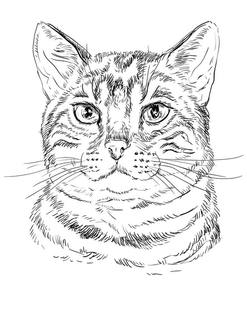 Monochrome Bengal Cat - Vector, Image