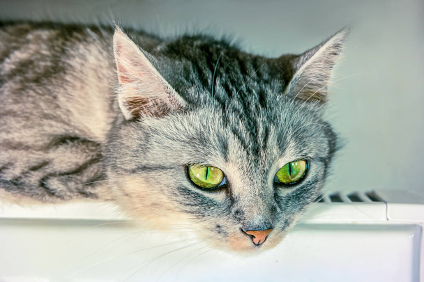 Harmaa kissa paistattelu akussa
 - Valokuva, kuva
