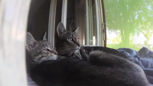Katzen auf dem Kopfkissen - Filmmaterial, Video