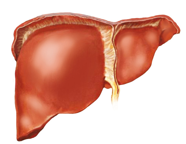 El hígado humano
 - Foto, Imagen