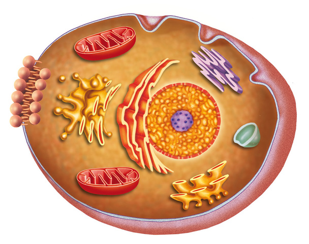 Anatomy and characteristics of the human cell - Photo, Image
