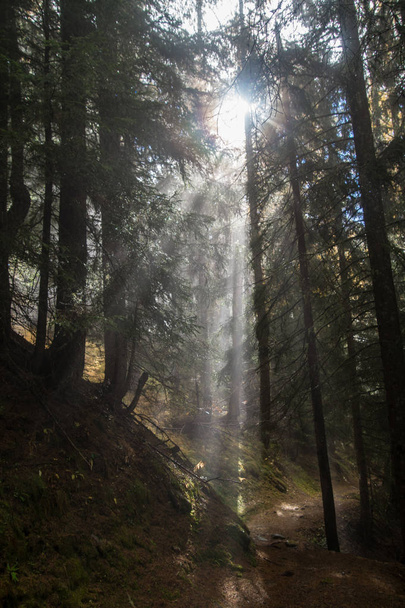 Солнечный луч имеет Travert деревья
 - Фото, изображение