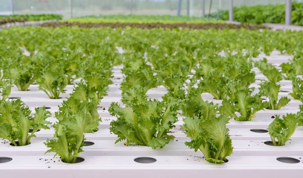 Hydroponicznych Fillie Iceburg liść sałaty warzywa plantacji w  - Zdjęcie, obraz
