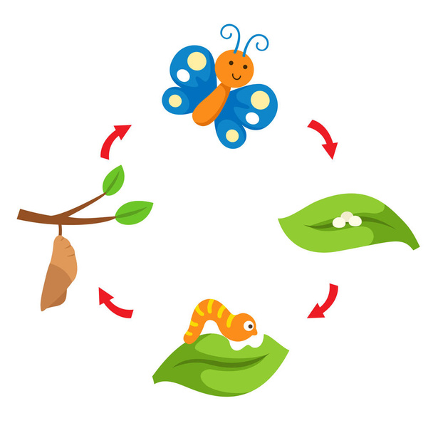 ilustración vida ciclo mariposa vector
 - Vector, Imagen