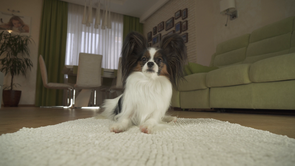 Dog Papillon lies on the rug and looks around in living room stock footage video - Πλάνα, βίντεο