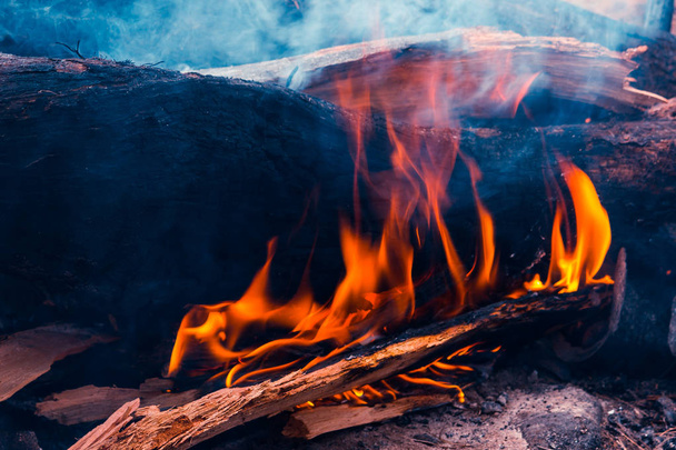 В лесу горит большой лесной пожар
 - Фото, изображение