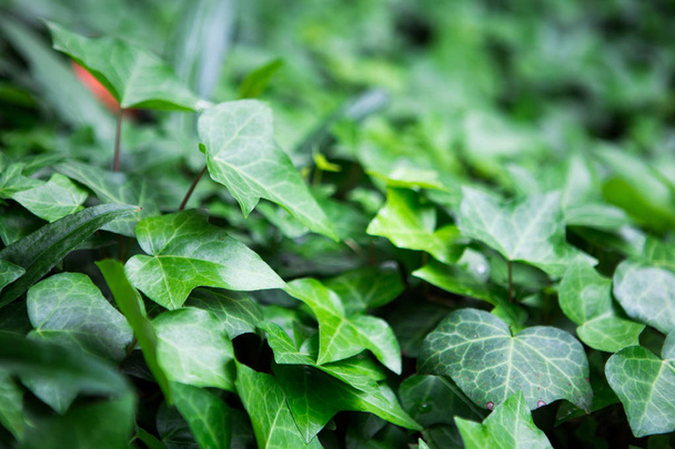 grüne Blätter eines Gartens, Hintergrund - Foto, Bild