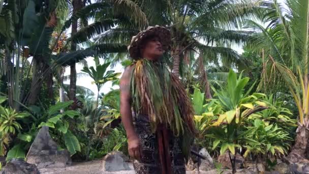 Szakács Islander ember kifejti egy ősi Marae (Szent hely) a Rarotonga Cook-szigetek - Felvétel, videó