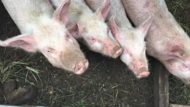 Młodych świń w gospodarstwie, w Rarotonga, Wyspy Cooka.  - Materiał filmowy, wideo