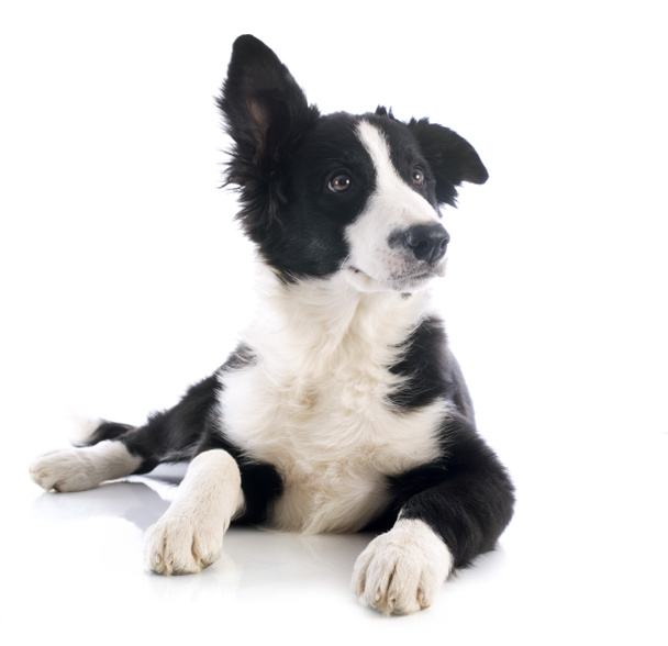 Cachorro frontera collie
 - Foto, imagen