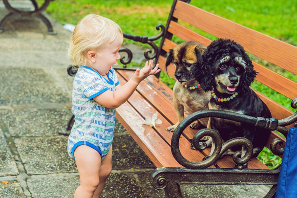Little boy playing with little dogs outdoors at daytime - Foto, Imagem