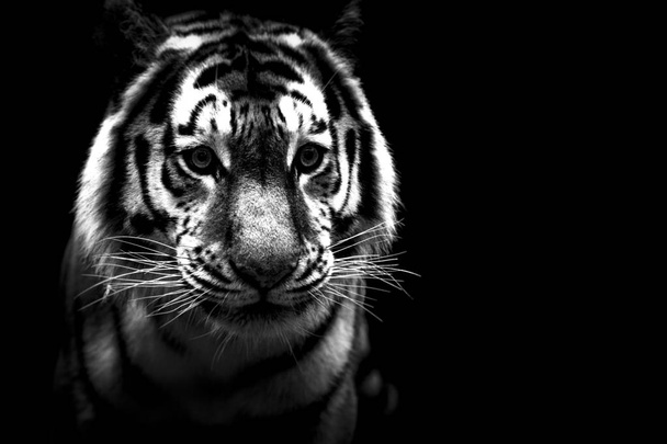 Um retrato de tigre em preto e branco
 - Foto, Imagem