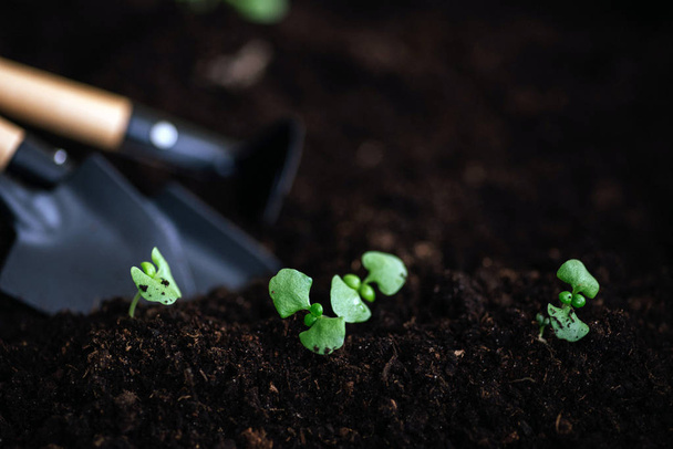 Composition with shovels and rake in soil with green sprouts - Photo, Image