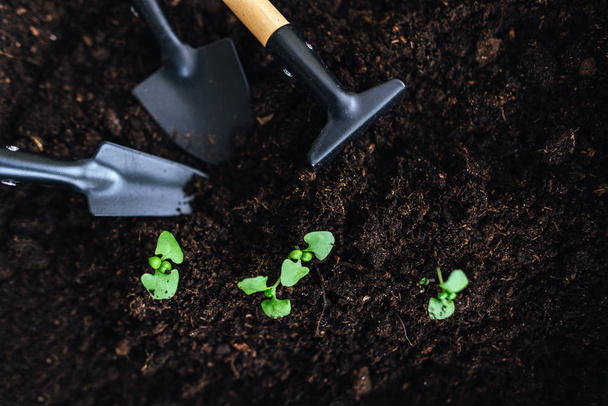 Composition with shovels and rake in soil with green sprouts - Foto, imagen