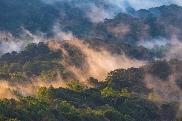Lintu silmät näkymä trooppinen metsä Thaimaa
 - Valokuva, kuva