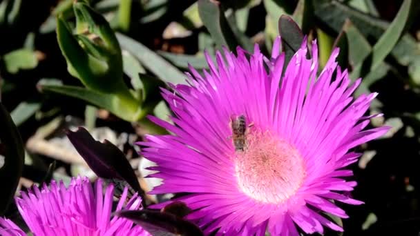 eine Biene sammelt Pollen von einer rosa Blume - Filmmaterial, Video