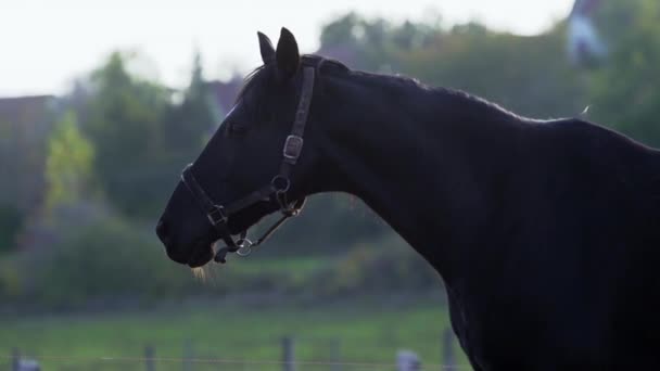 Un primer plano de un caballo en un paddock
 - Metraje, vídeo