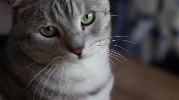A close up of a silver cat - Imágenes, Vídeo