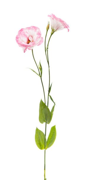 flor de eustoma
  - Foto, imagen
