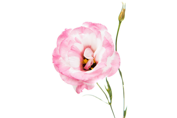 eustoma virág  - Fotó, kép