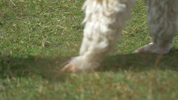 Een pull-focus op een alpaca's benen - Video