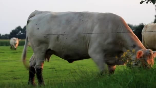 Uma vaca branca está andando e olhando para a câmera
 - Filmagem, Vídeo