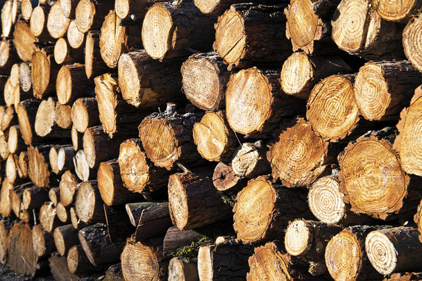 Chopped wood logs for sale  - Photo, Image