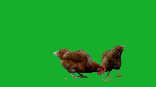 Pollo sullo schermo verde
 - Filmati, video