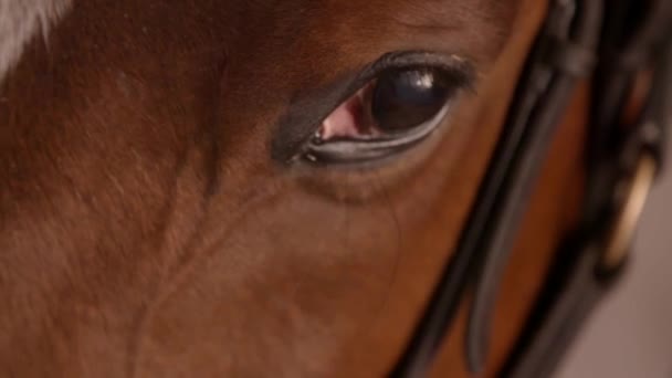 Αργή κίνηση κλιπ από το μάτι του ένα άλογο κούρσας από κοντά - Πλάνα, βίντεο