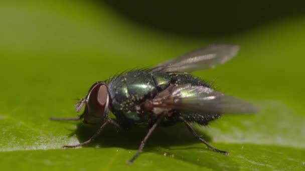 Fliege ließ sich auf einem grünen Blatt nieder - Filmmaterial, Video