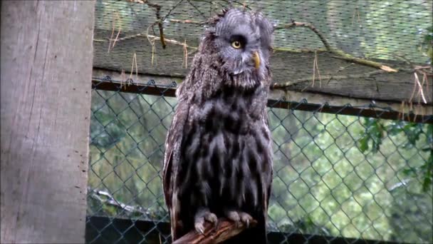 Great Gray Owl in her aviary - Footage, Video