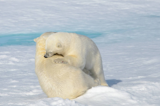 Deux oursons polaires jouant ensemble sur la glace
 - Photo, image