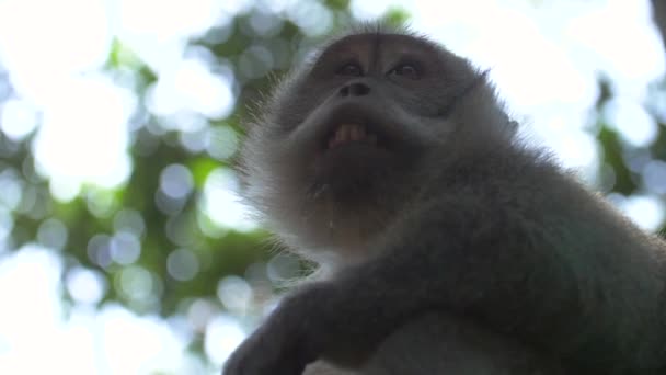 rosto macaco como ele olha ao redor
 - Filmagem, Vídeo