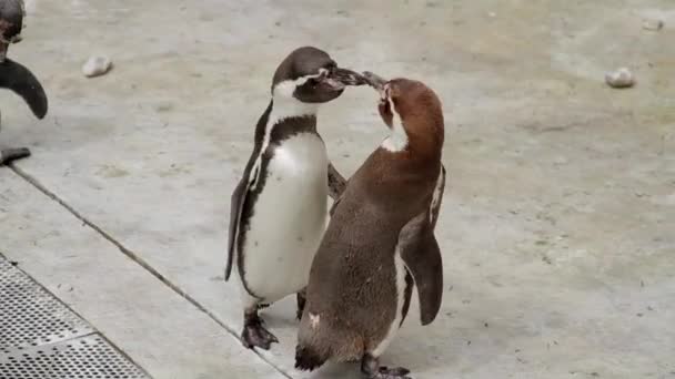 penguins squabbling in a zoo - Footage, Video