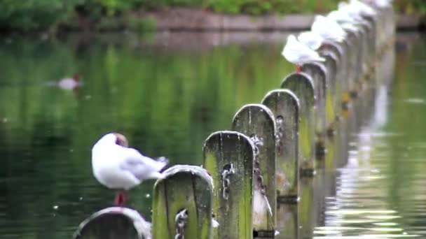 Чайки сидят на столбах на озере
 - Кадры, видео