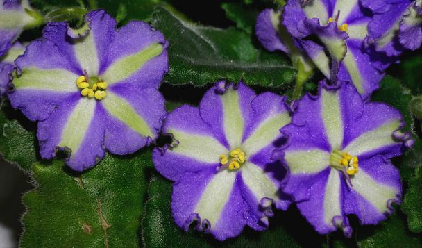 Colorful violets flowers isolated with green leaves. - Photo, Image