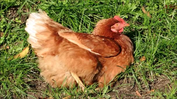 Girato di una gallina seduta nell'erba
 - Filmati, video