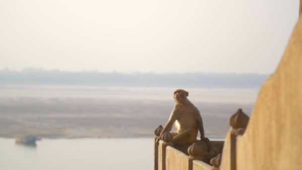 tiro de um macaco sentado em uma parede
 - Filmagem, Vídeo