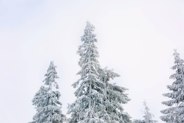 Beautiful fir trees - Fotoğraf, Görsel